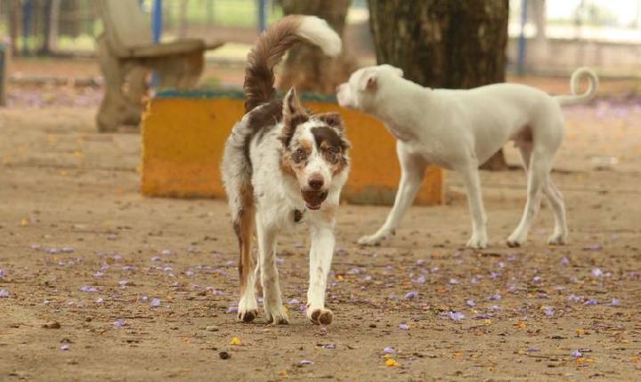 Brasil tem cerca de 30 milhões de animais domésticos abandonados