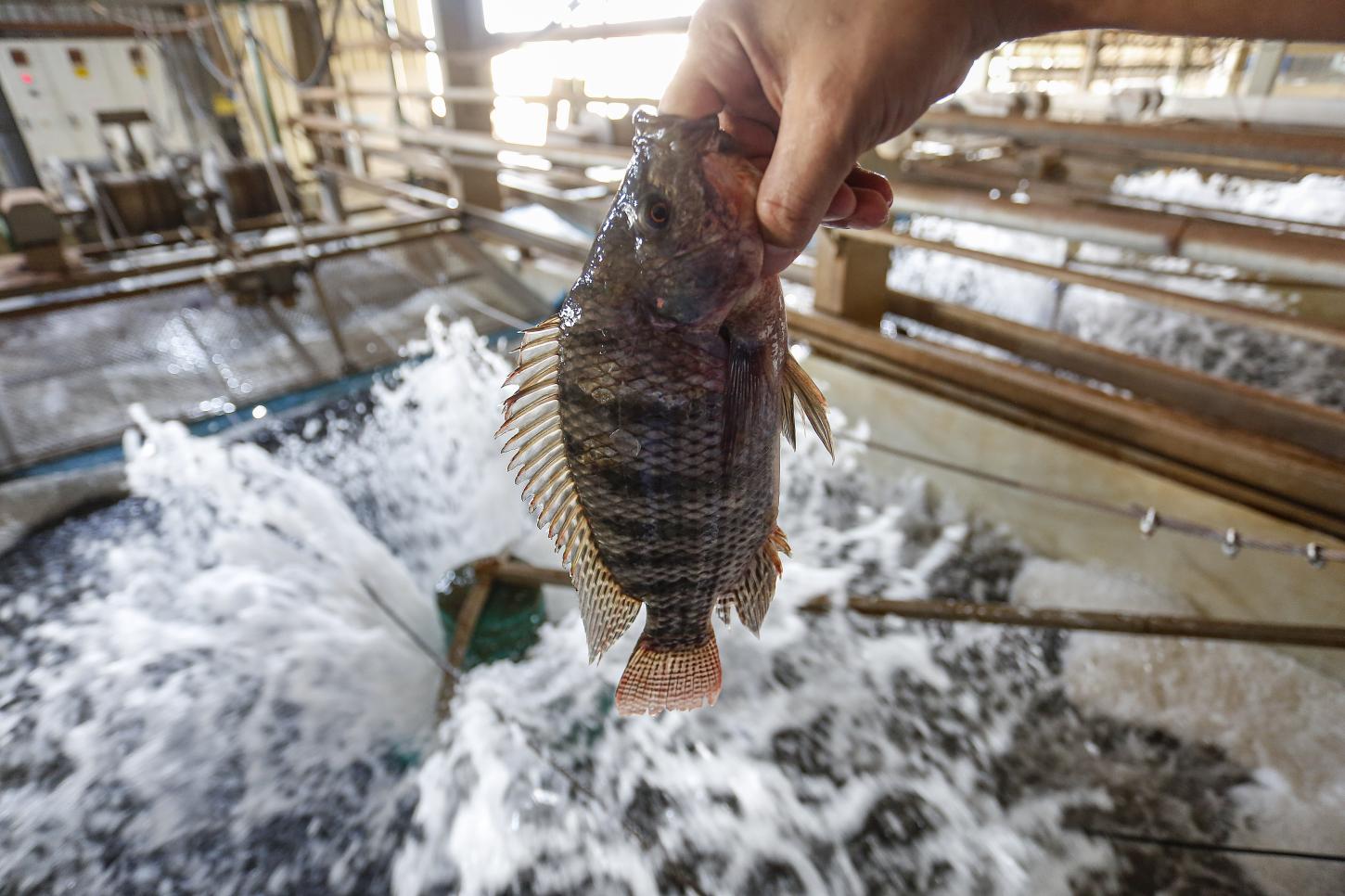 Oeste do Paraná se destaca na produção de peixes e suínos no Brasil