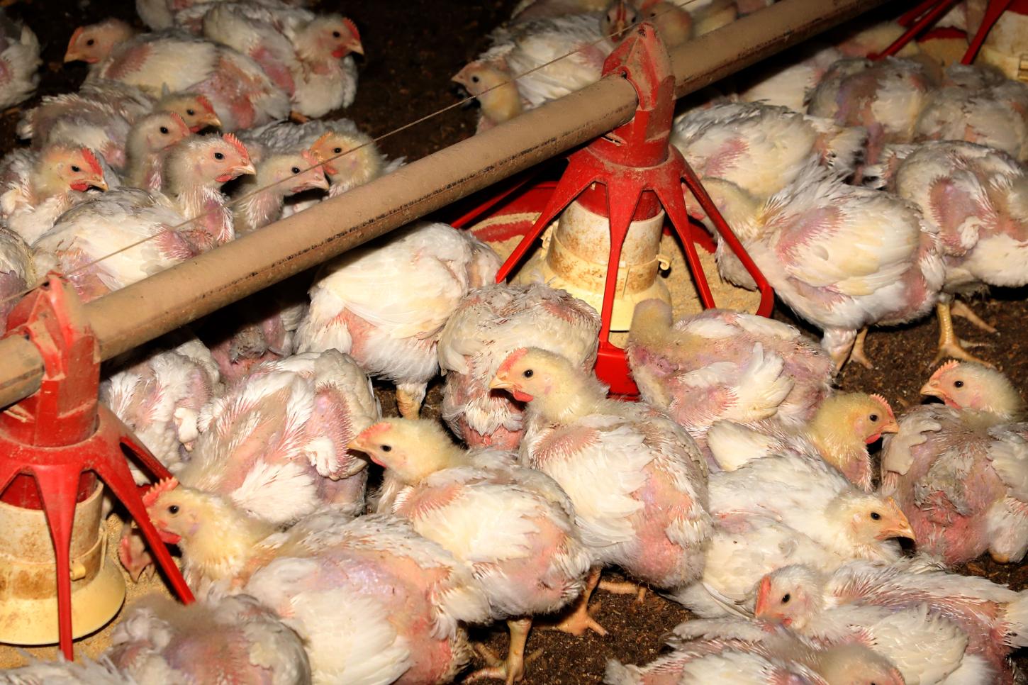 Produção paranaense de frangos, suínos, ovos e leite cresce acima da média nacional