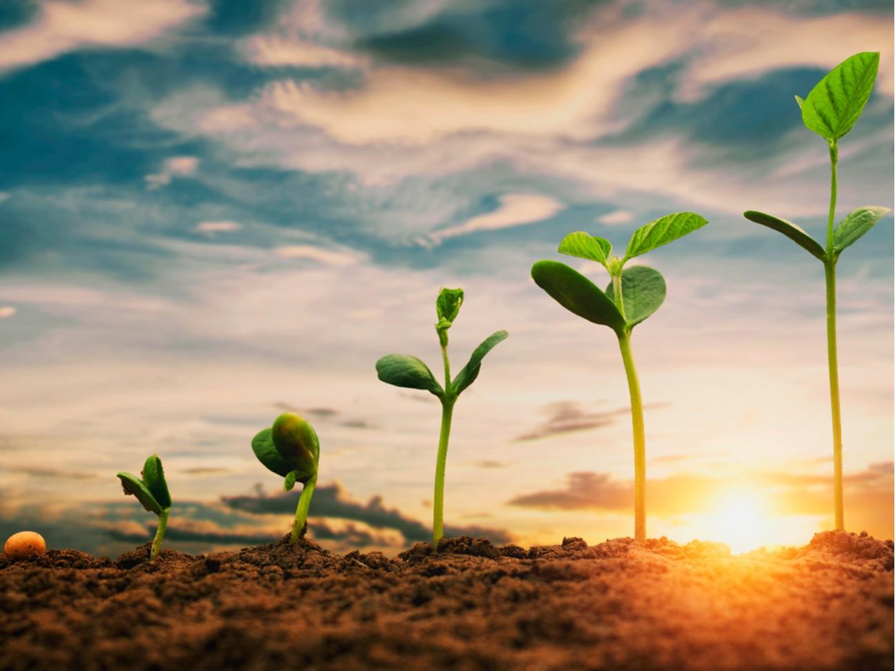 Plantio de soja chega a 74% e do milho a 97% no Paraná