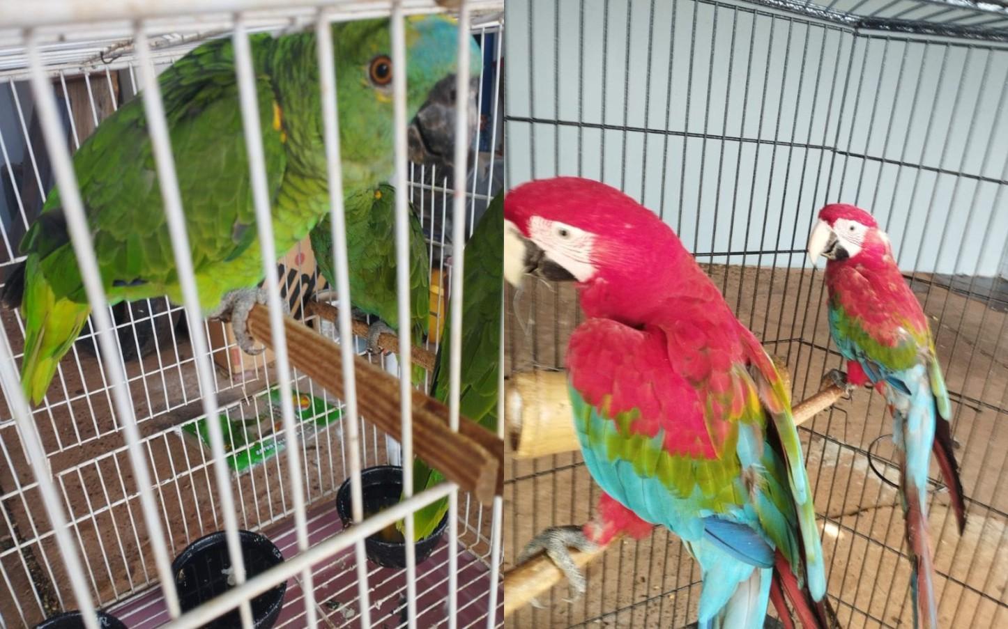 Homem é preso em Foz por maus tratos de aves silvestres