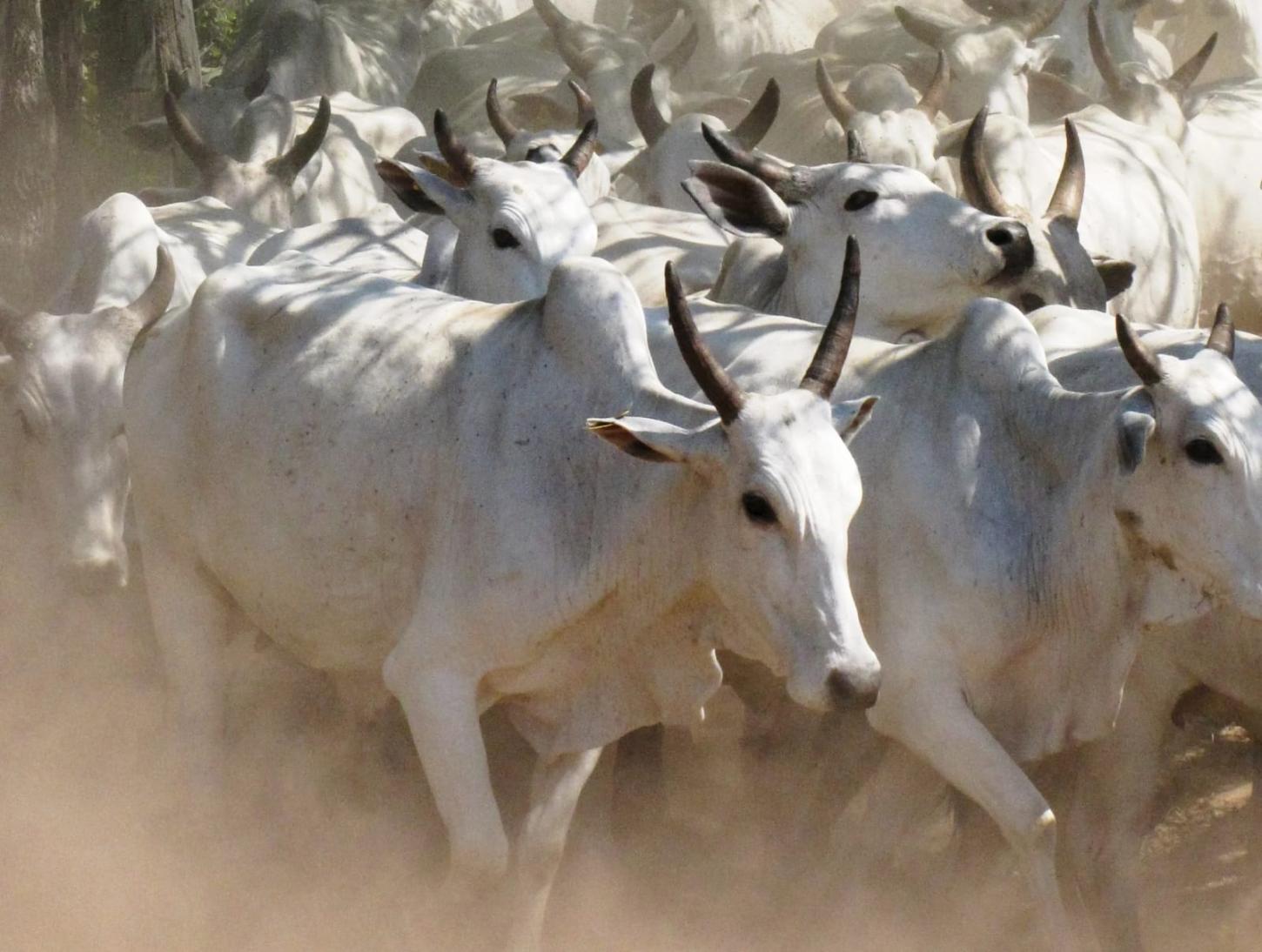 Outubro fechou com até 26,5% de aumento na arroba do boi; veja tendência para novembro