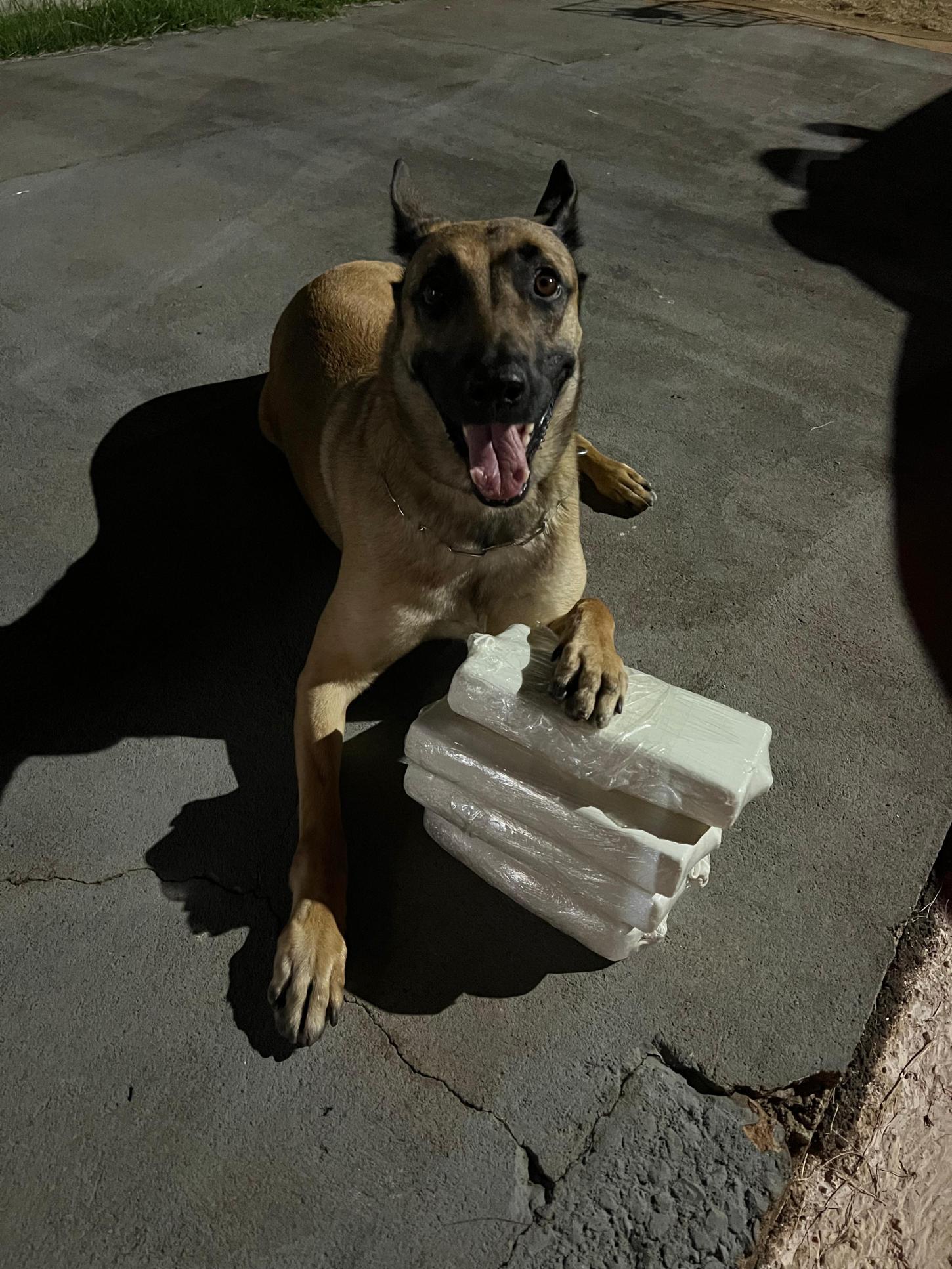 Polícia Rodoviária do Paraná realiza apreensões de drogas com auxílio de cães farejadores