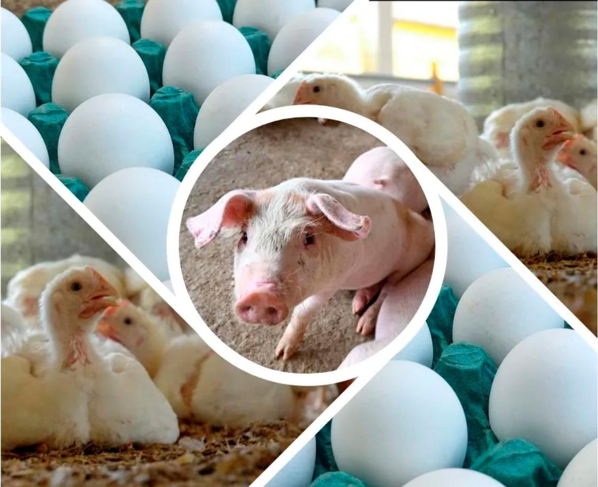 Setores crescem em 2024 e projetam avanços em 2025