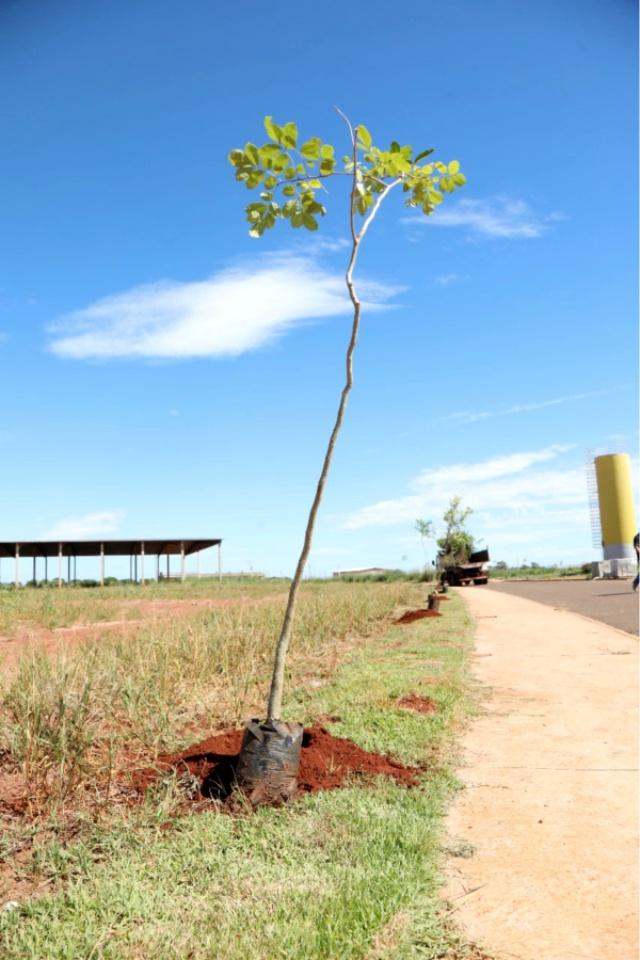 Centro de Eventos ganha novas árvores