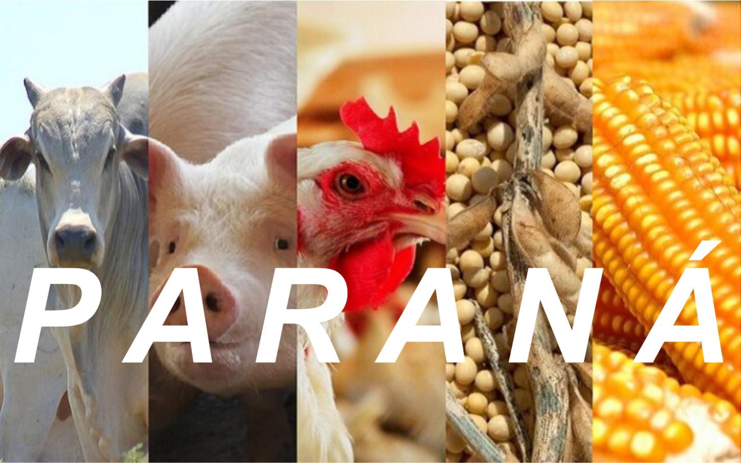 O gigante do agronegócio brasileiro que transforma grãos em ouro