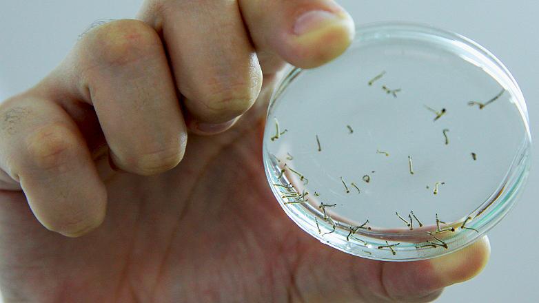 Foto: larvas do mosquito da dengue -  de Adenir Britto - PMSJC