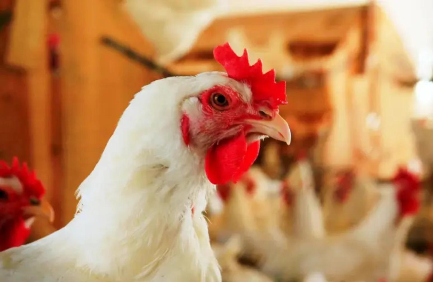 Brasil confirma primeiro caso de gripe aviária em aves comerciais