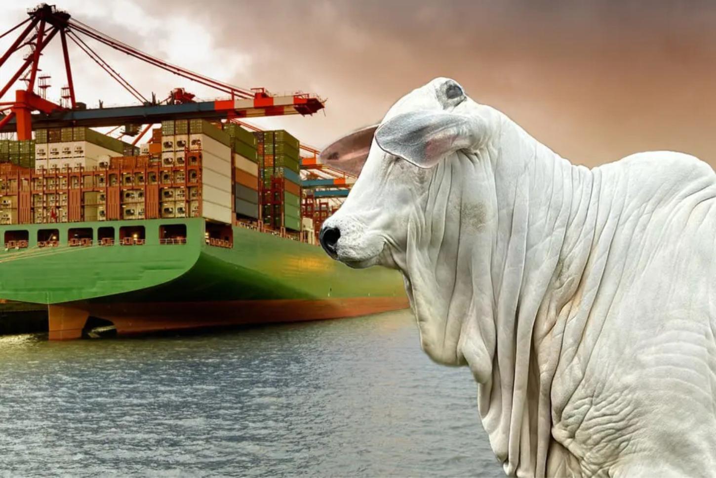 Brasil lidera exportações de soja e carne para a China com forte alta em abril