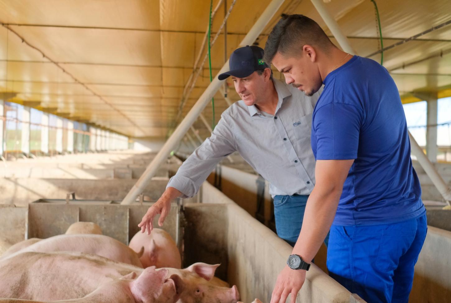 Produtor de Maripá (PR) trabalha com terminação na suinocultura