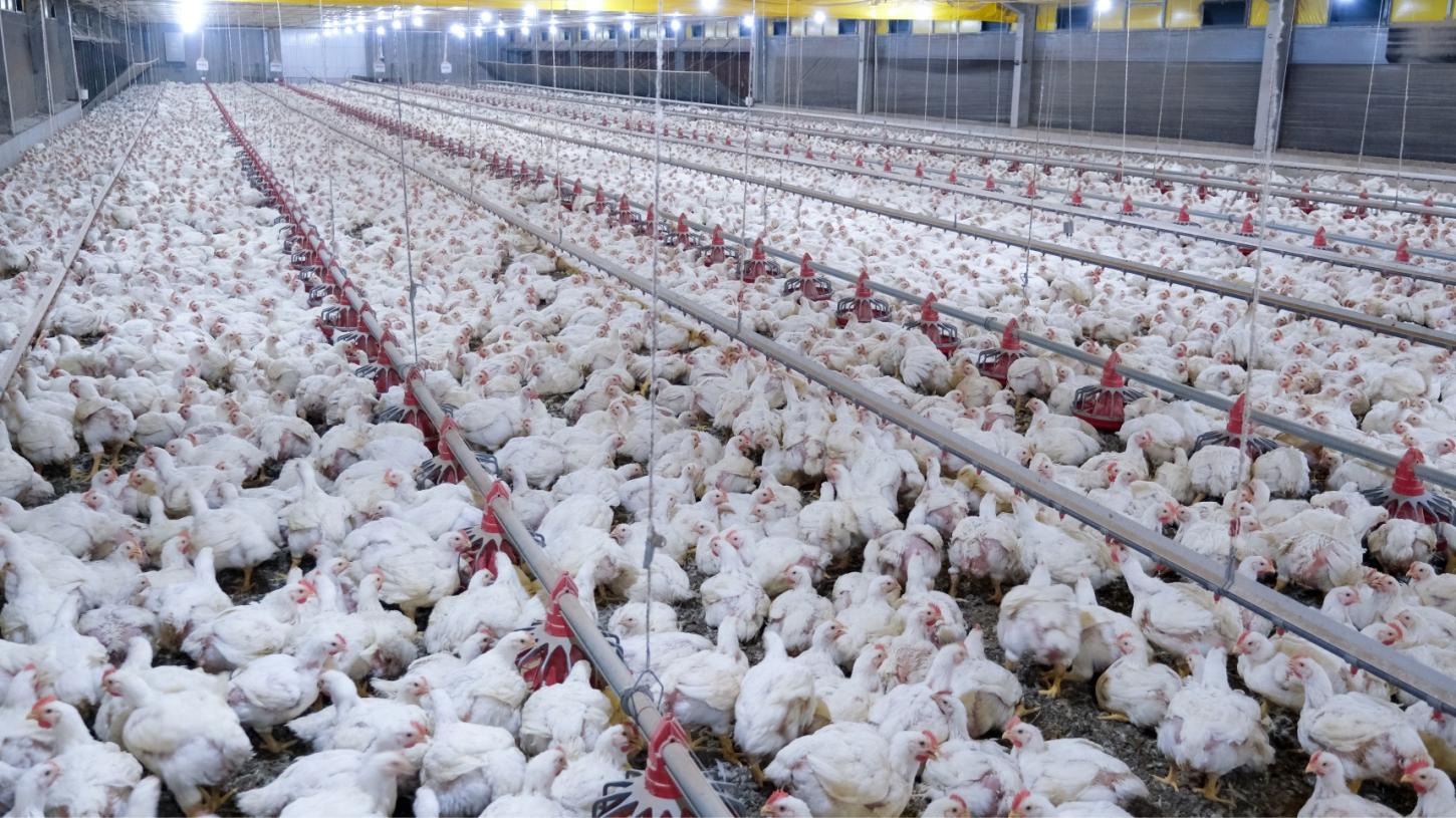 ABPA reforça necessidade de cuidados com biosseguridade