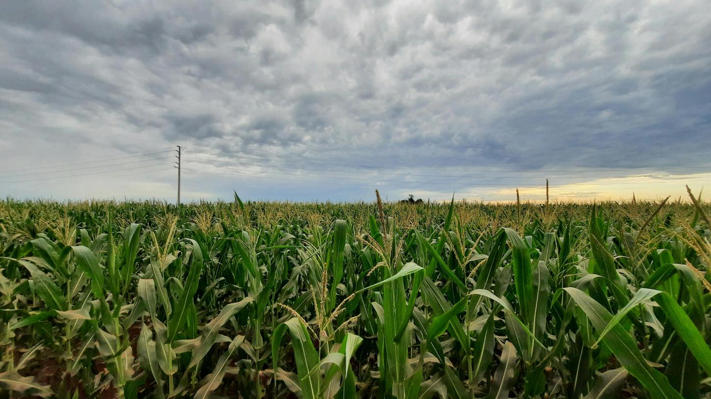 Paraná se consolida como um dos maiores produtores de milho