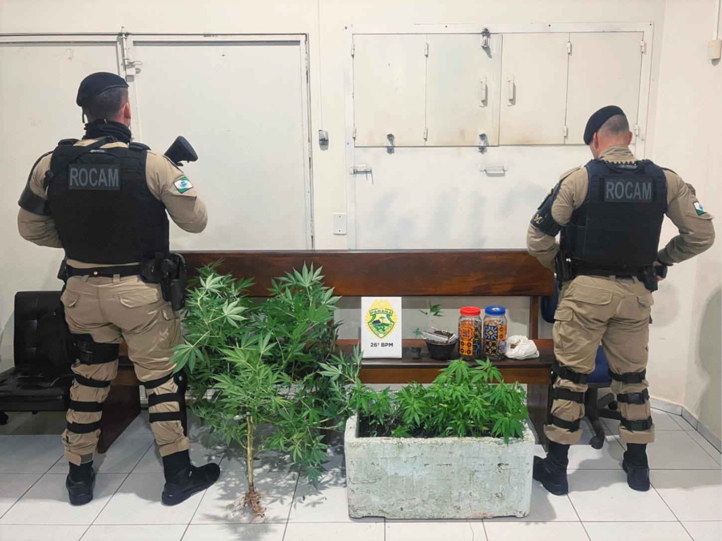 PM apreende 78 pés de maconha