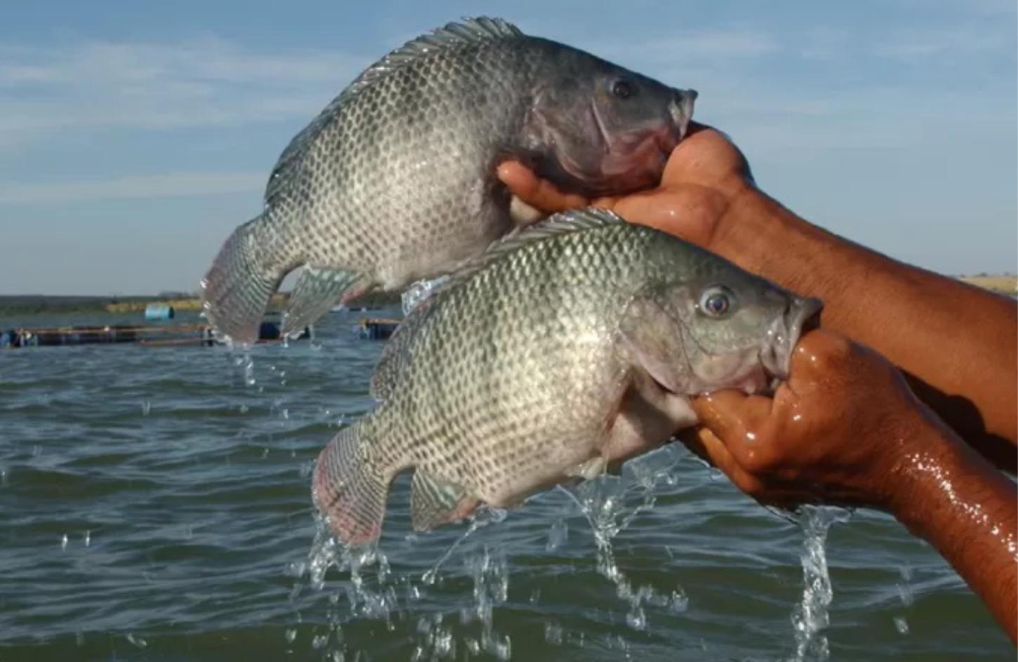 Taxa de 50% nos EUA paralisa exportações de tilápia da C.Vale