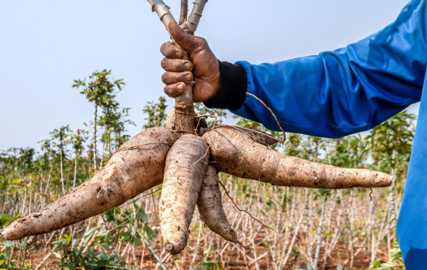 C.Vale promove encontro técnico sobre a cultura da mandioca