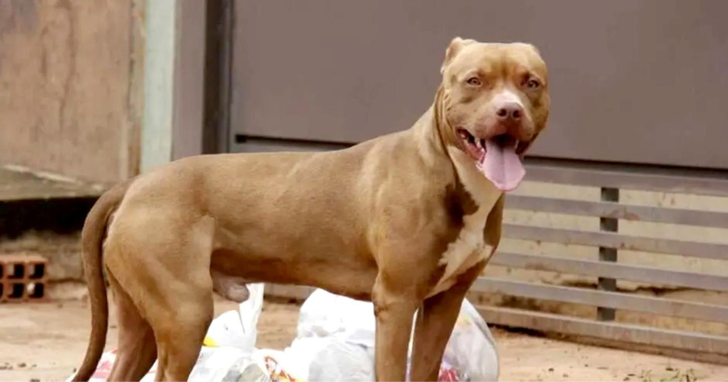Ataque de Pitbull assusta moradores de Palotina