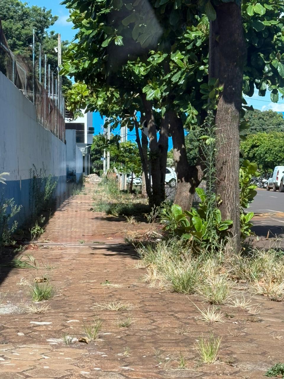 História se repete em Palotina: mato volta a tomar conta do entorno de escola e CMEI