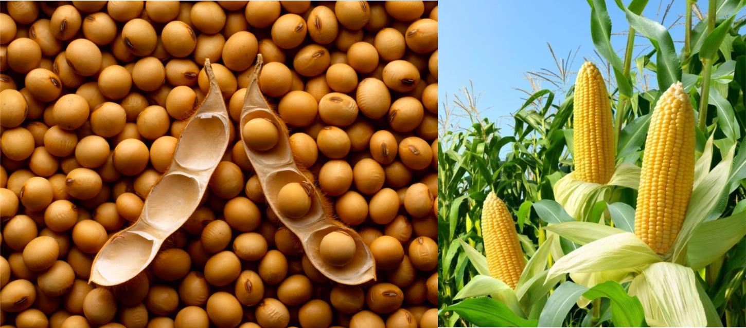 A cooperativa recebeu 6.560.771 toneladas de produtos, um crescimento de 26,8% em relação ao ano anterior