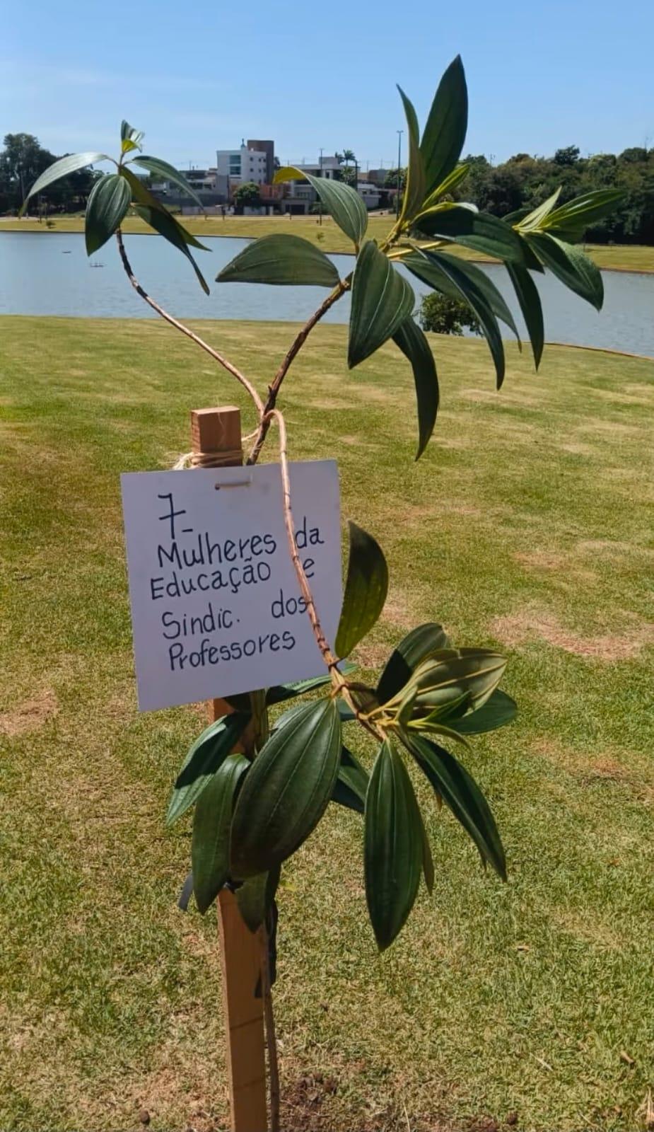 Palotina abre programação do Mês da Mulher com plantio de mudas de árvores