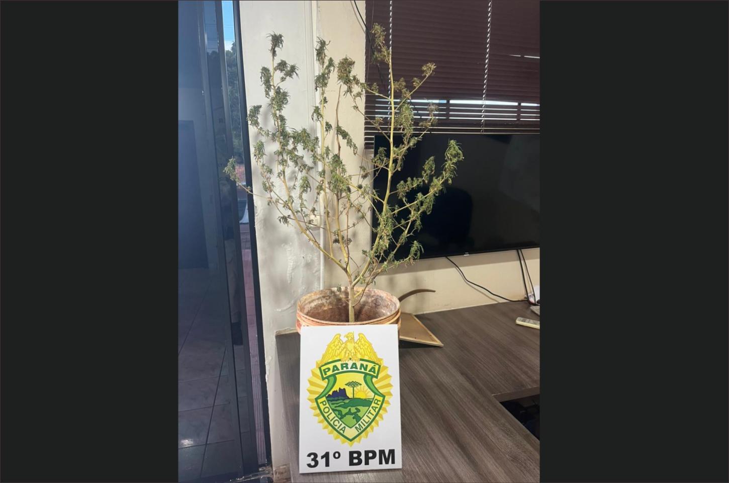 PM apreende pé de maconha em atendimento de ocorrência