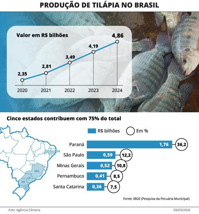 Cadeia produtiva da tilápia é uma das mais relevantes do Brasil