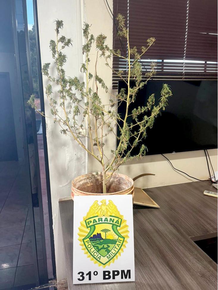Pé de maconha com cerca de 96 centímetros, plantado em vaso, foi apreendido pela Polícia Militar do Paraná durante ocorrência atendida em Jesuítas