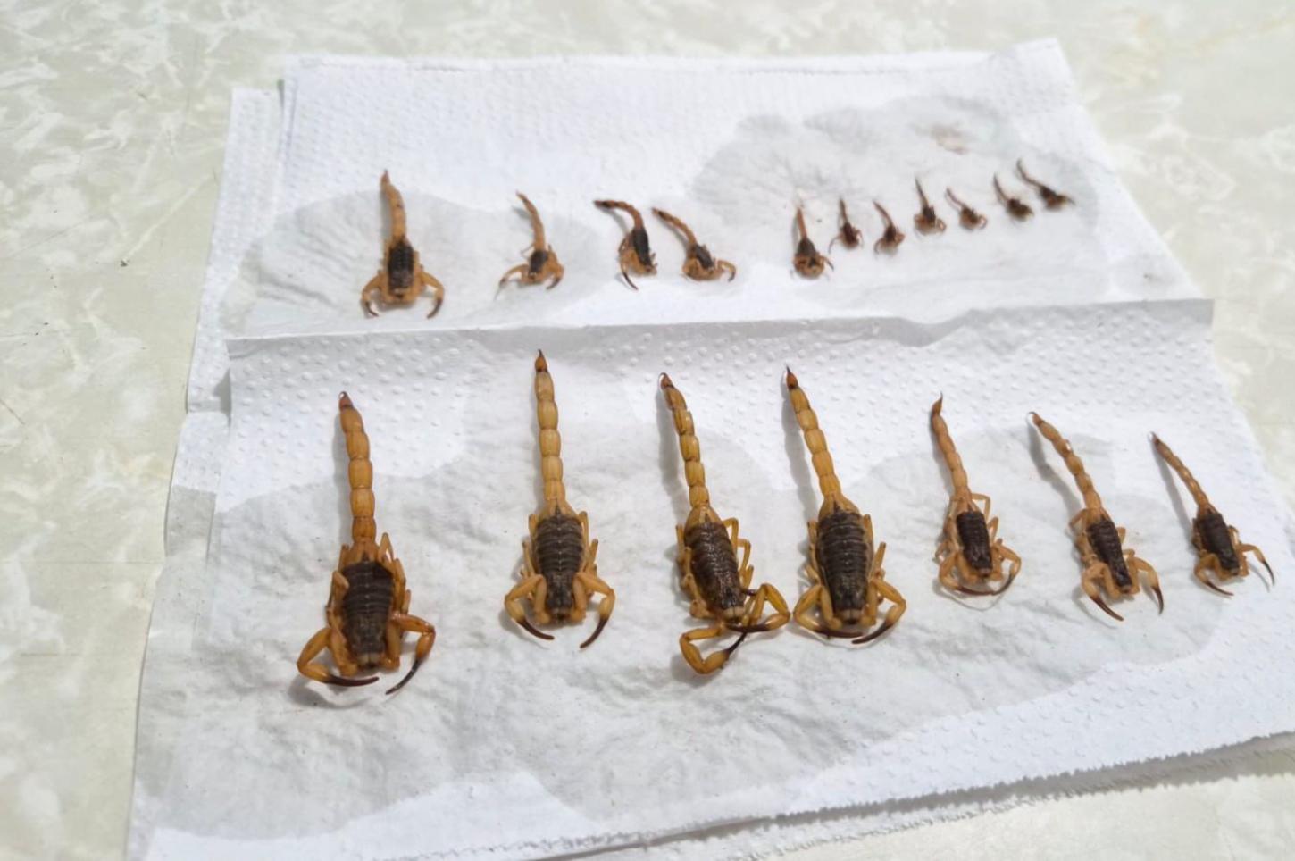 Terra Roxa realiza mobilização noturna para captura de escorpiões