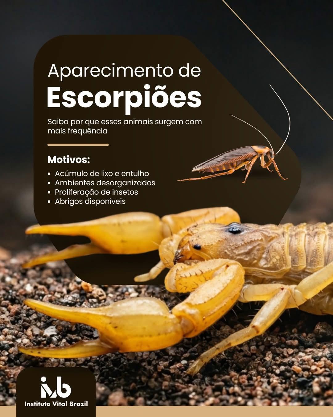 Escorpiões podem aparecer em qualquer época do ano. Quintal limpo e sem entulho é a melhor forma de prevenção