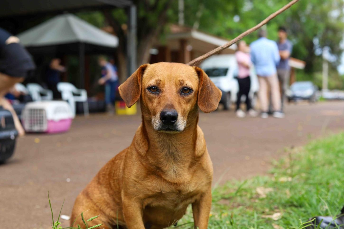 O programa CastraPet Paraná realiza mais uma etapa em Palotina neste domingo (7), promovendo a castração de cães e gatos previamente cadastrados