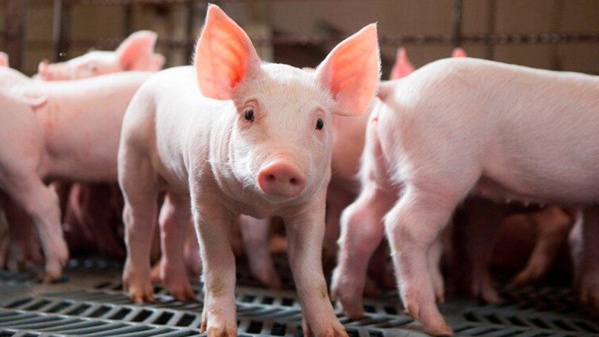 Paraná amplia exportações de carne suína em agosto