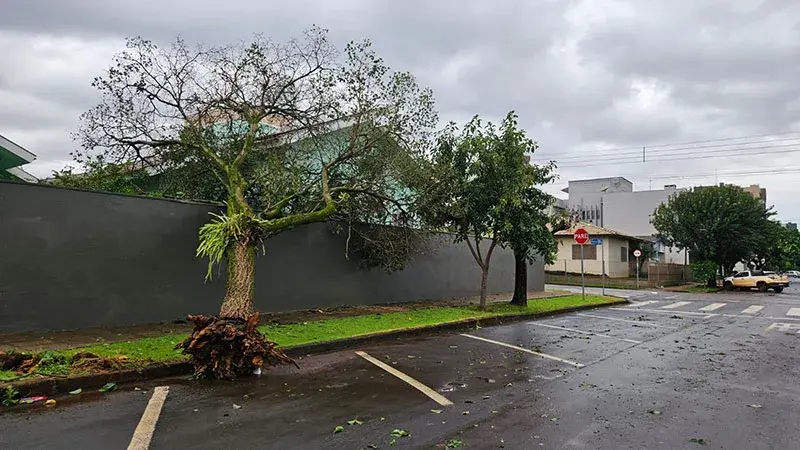 Temporal com chuva intensa e fortes rajadas de vento atingiu Palotina na noite de segunda-feira (21), provocando queda de árvores e muros e deixando residências danificadas em diferentes pontos da cidade
