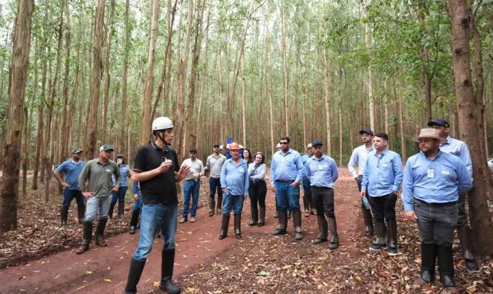 C.Vale e Embrapa avançam juntas na energia limpa do eucalipto