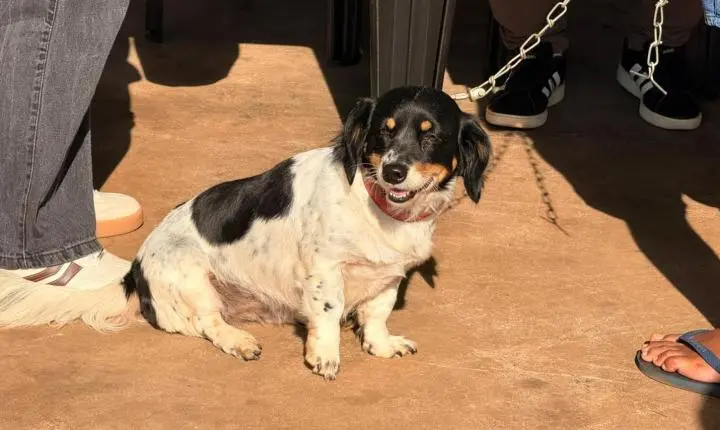 CastraPet transforma cuidado animal em Terra Roxa e beneficia cerca de 200 cães e gatos