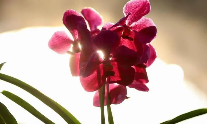 Maripá vive sábado de casa cheia e Festa das Orquídeas e do Peixe 