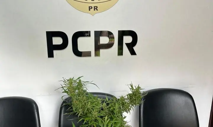 Operação “Código Aberto” prende 04 pessoas e apreende drogas em Palotina