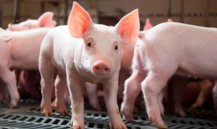 Paraná amplia exportações de carne suína em agosto
