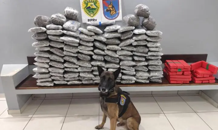 Perseguição na BR-277 termina com mais de 133 quilos de maconha apreendidos